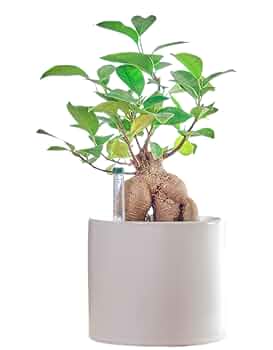 ガジュマル 高さ 77cm ガジュマル 4号 | 観葉植物の通販ならHitoHana（ひとはな）
